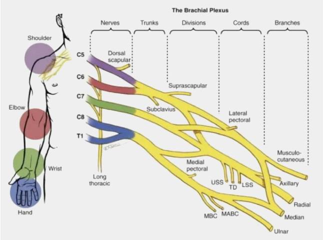 Brachial Plexus Injury Treatment Doctor in Narnaul, Haryana